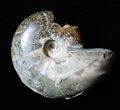 Bargain Desmoceras Ammonite - inches #3478-2